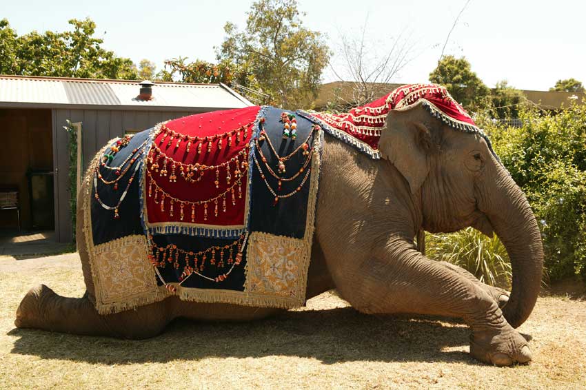 Слон и принцесса (2008)