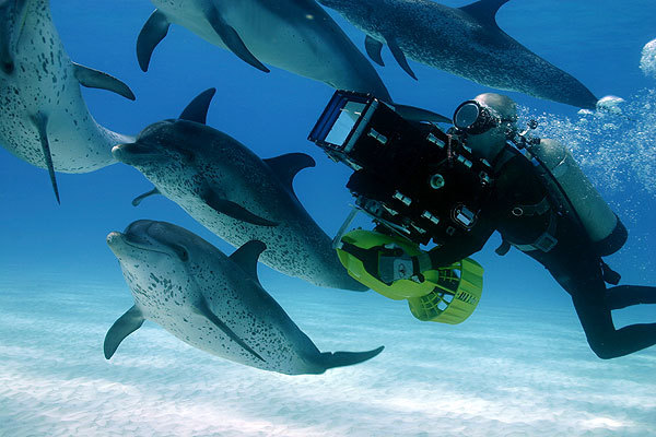 Дельфины и киты 3D (2008)