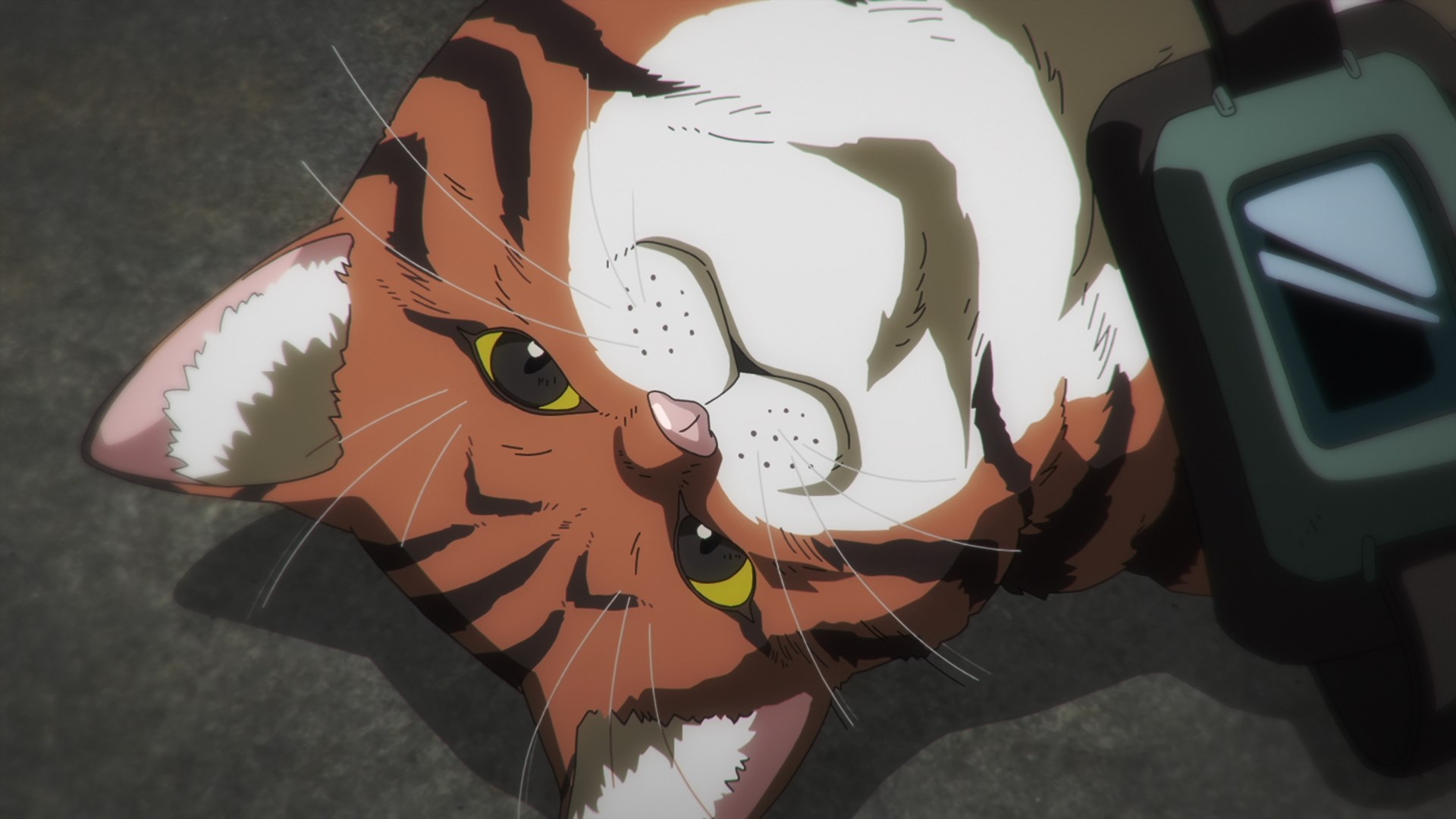 Ночь живых кошаков (2025)