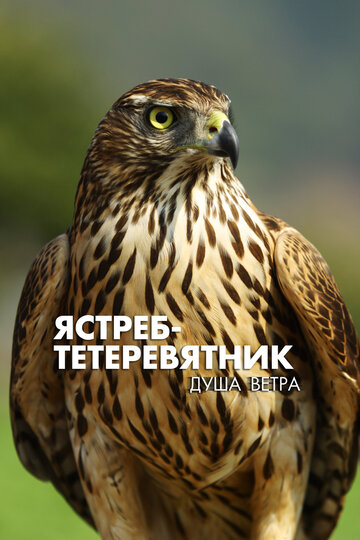 Смотреть Ястреб-тетеревятник. Душа ветра онлайн в HD качестве 720p
