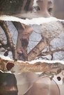 Смотреть С сожалением на рассвете на HDrezka онлайн в HD качестве 720p